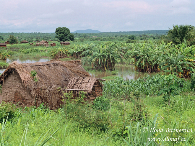 Domek uprostřed rýžových polí v západní Tanzanii
