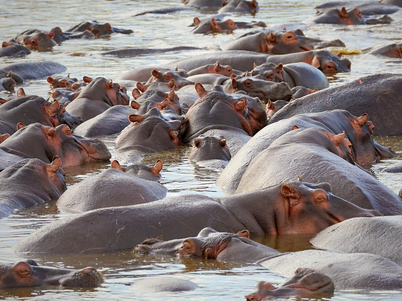 Hroší jezero (Hippo Pool) v Serengeti