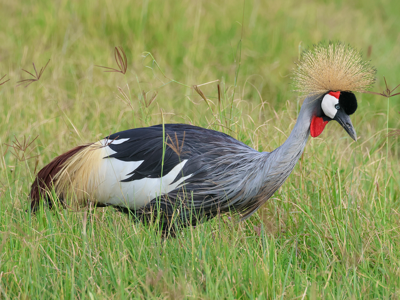 Jeřáb královský - jeden z nekrásnějších ptáků Serengeti