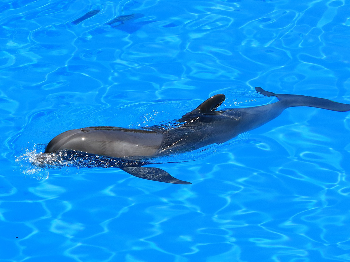 Aqualand v Costa Adeje láká na představení s delfíny