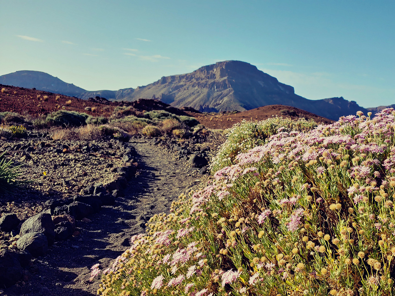 V létě je hornaté vnitrozemí Tenerife obsypané barevnými kvítky