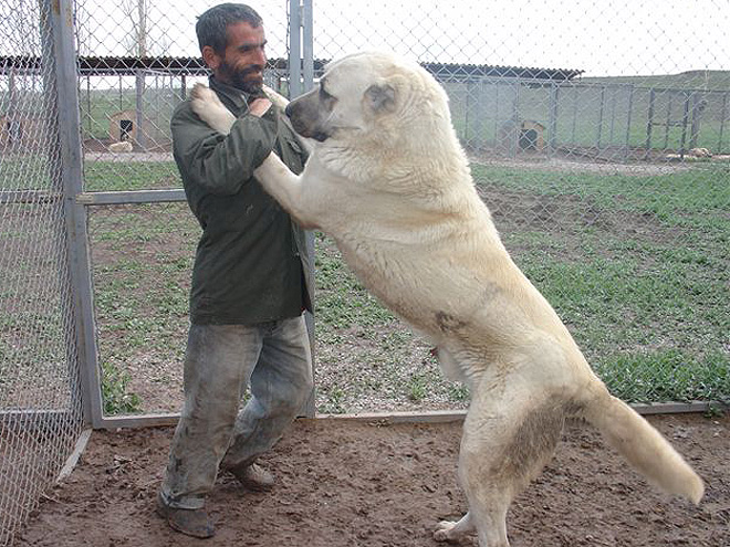 Anatolský pastevecký pes - kangal