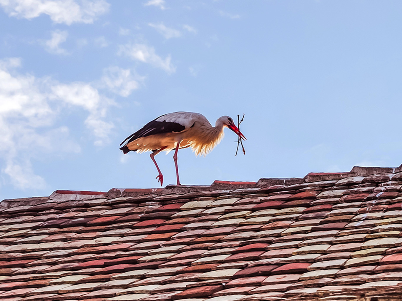 K Alsasku neodmyslitelně patří čápi 