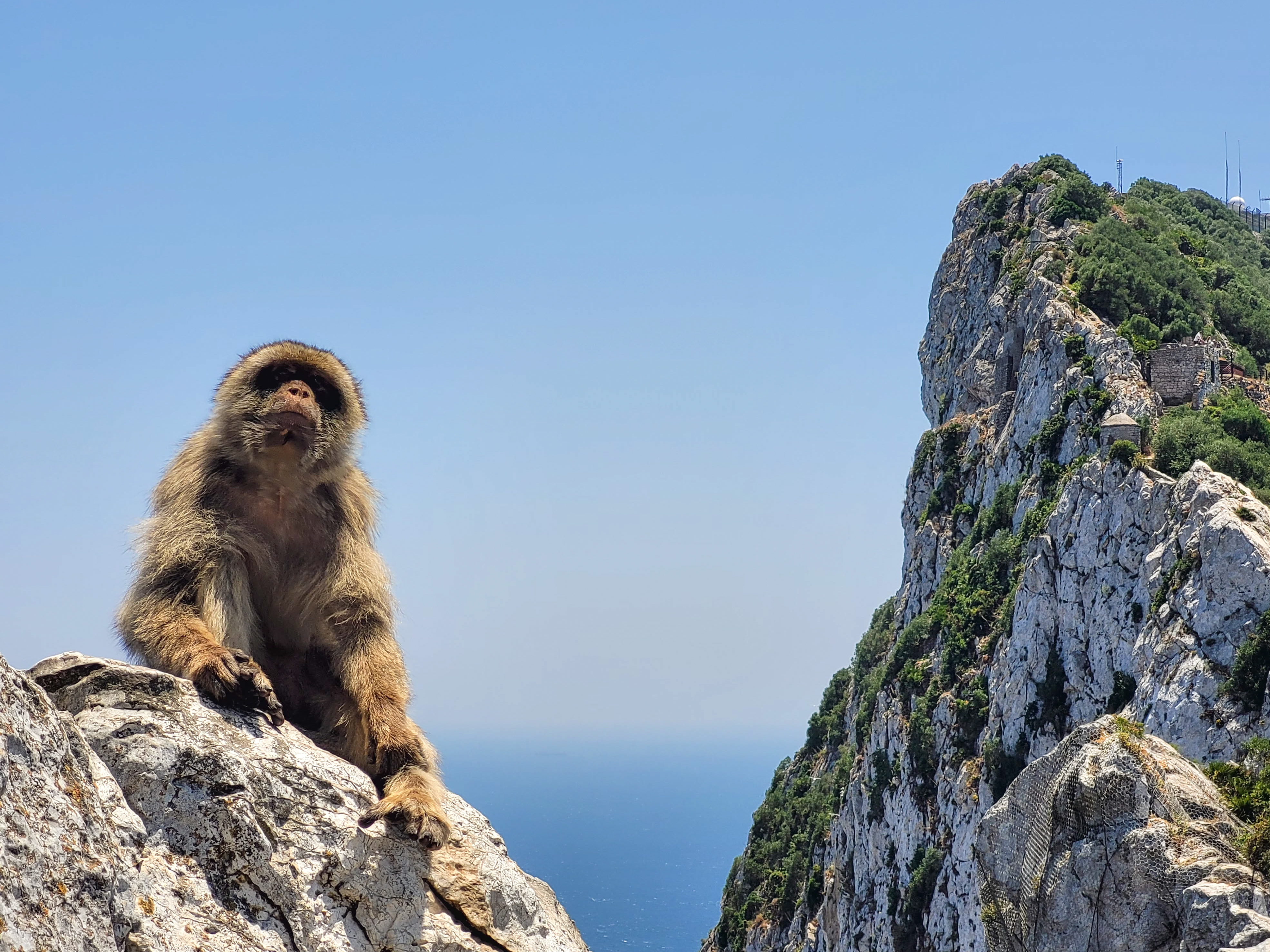 Na Gibraltaru žije jediná opičí kolonie v Evropě