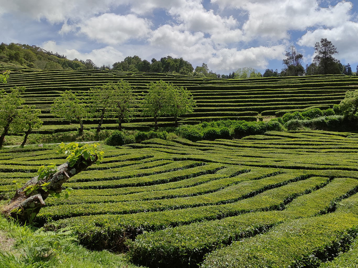 Čajové plantáže tvoří úhledné řádky stále zelených čajovníkových keřů