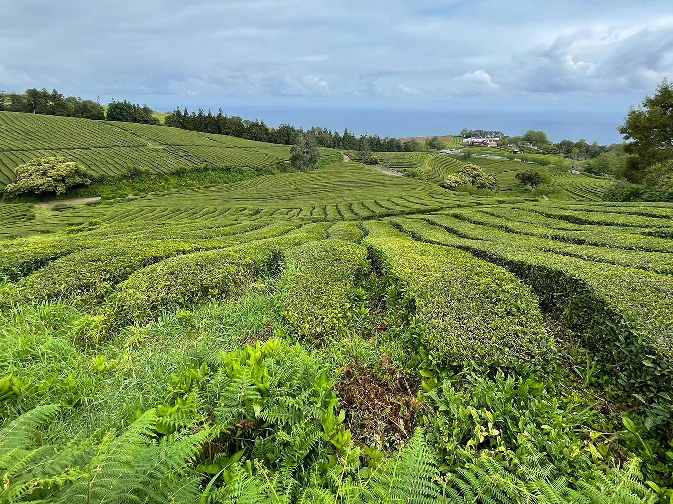 Čajové plantáže na Azorských ostrovech jsou na evropském kontinentu raritou