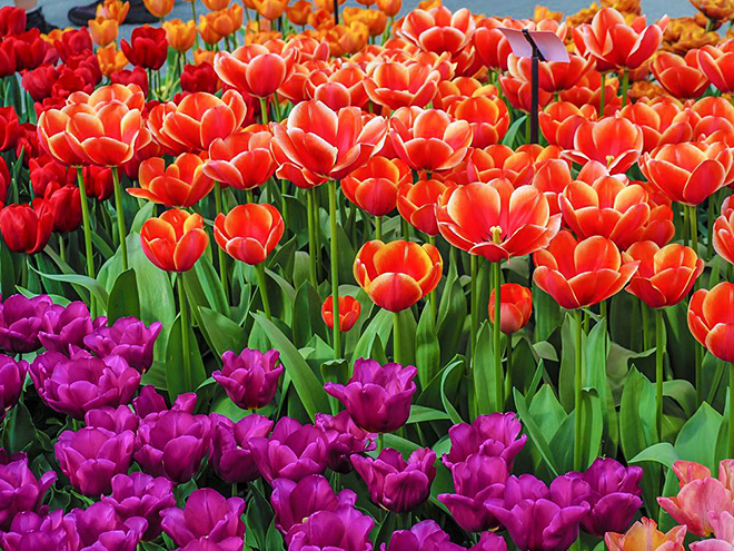 V Holandsku tulipány hrají všemi barvami