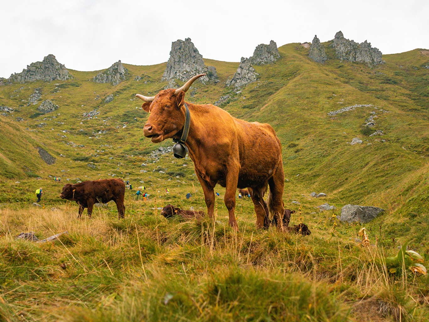 Výstup na Puy de Sancy vede zelenými pastvinami