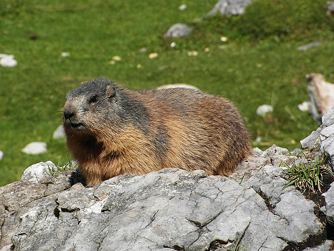 V Alpách žije početná populace svišťů horských
