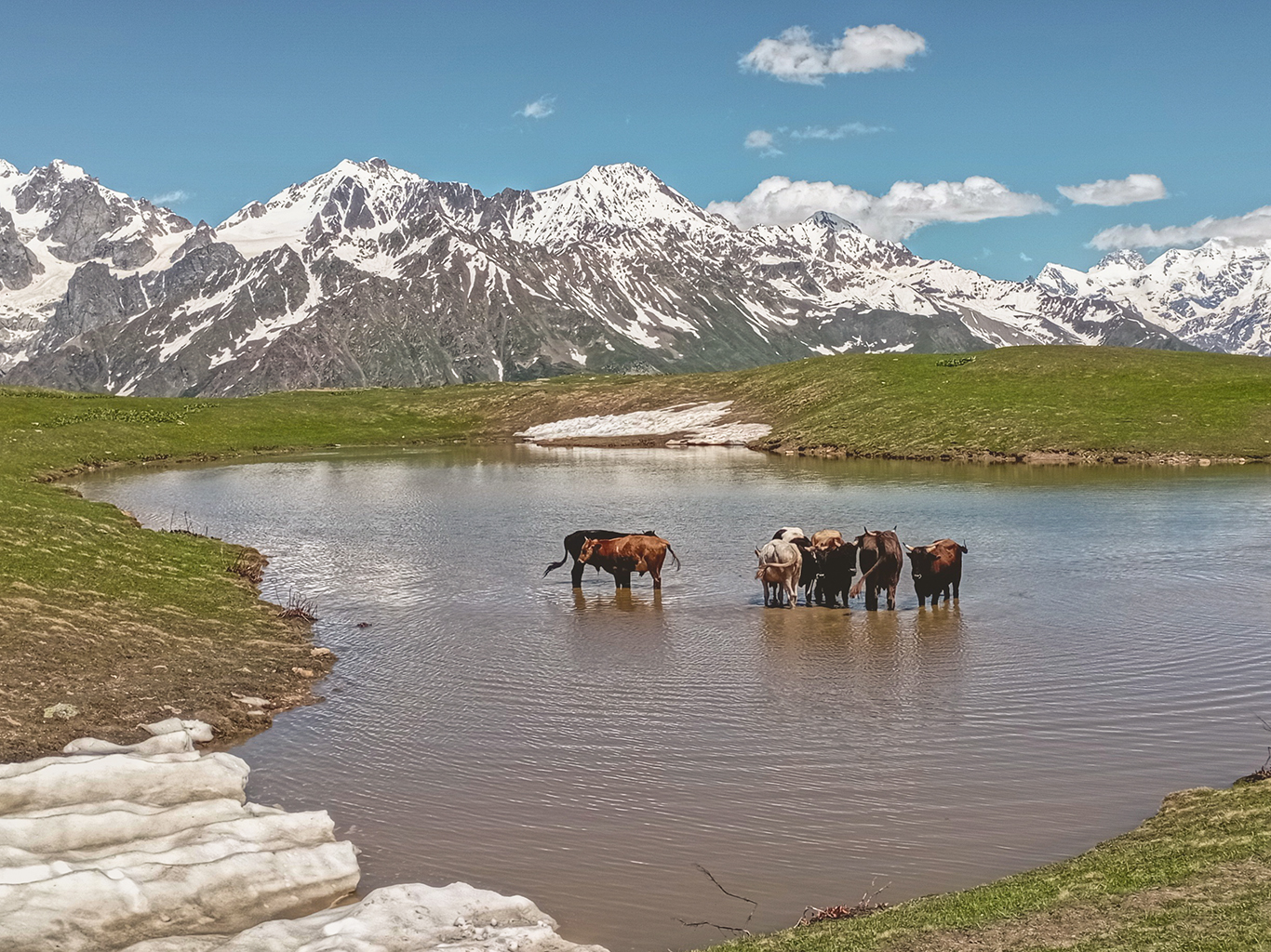 Během túry k jezerům Koruldi lze potkat volně se pasoucí krávy