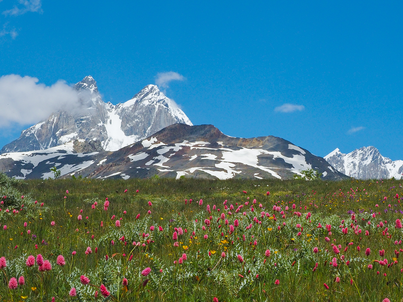 Impozantní hora Ušba na pozadí rozkvetlé kavkazské louky