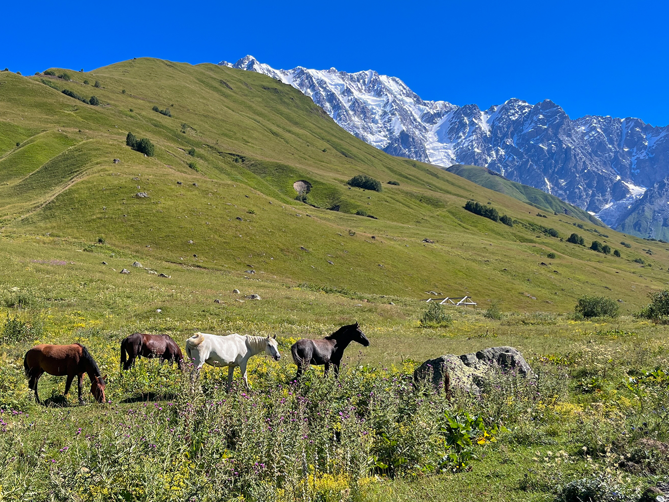 Koně pasoucí se pod majestátním masivem hory Šchara