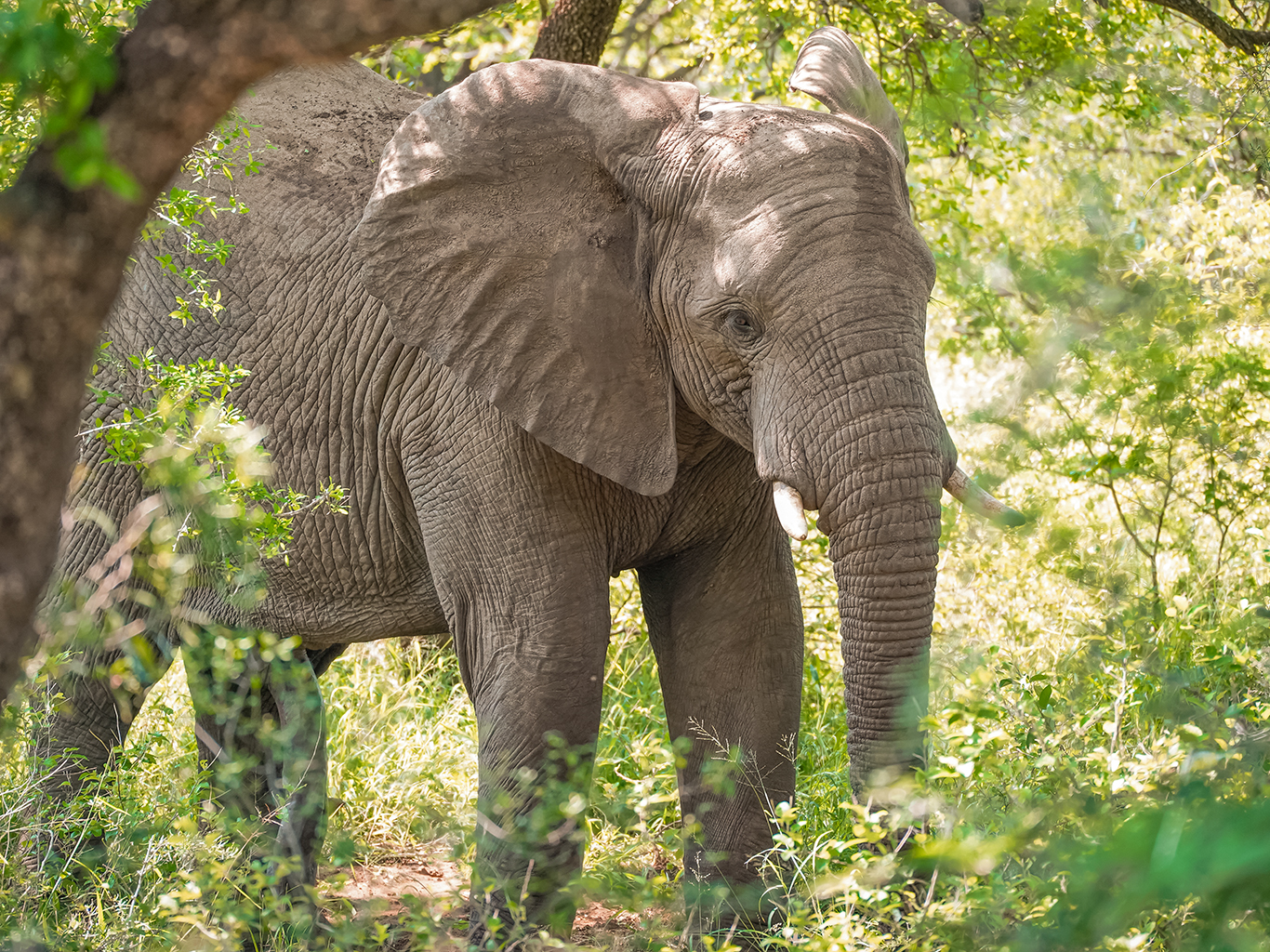 Nově narozené mládě slona afrického může vážit i úctyhodných 120 kg