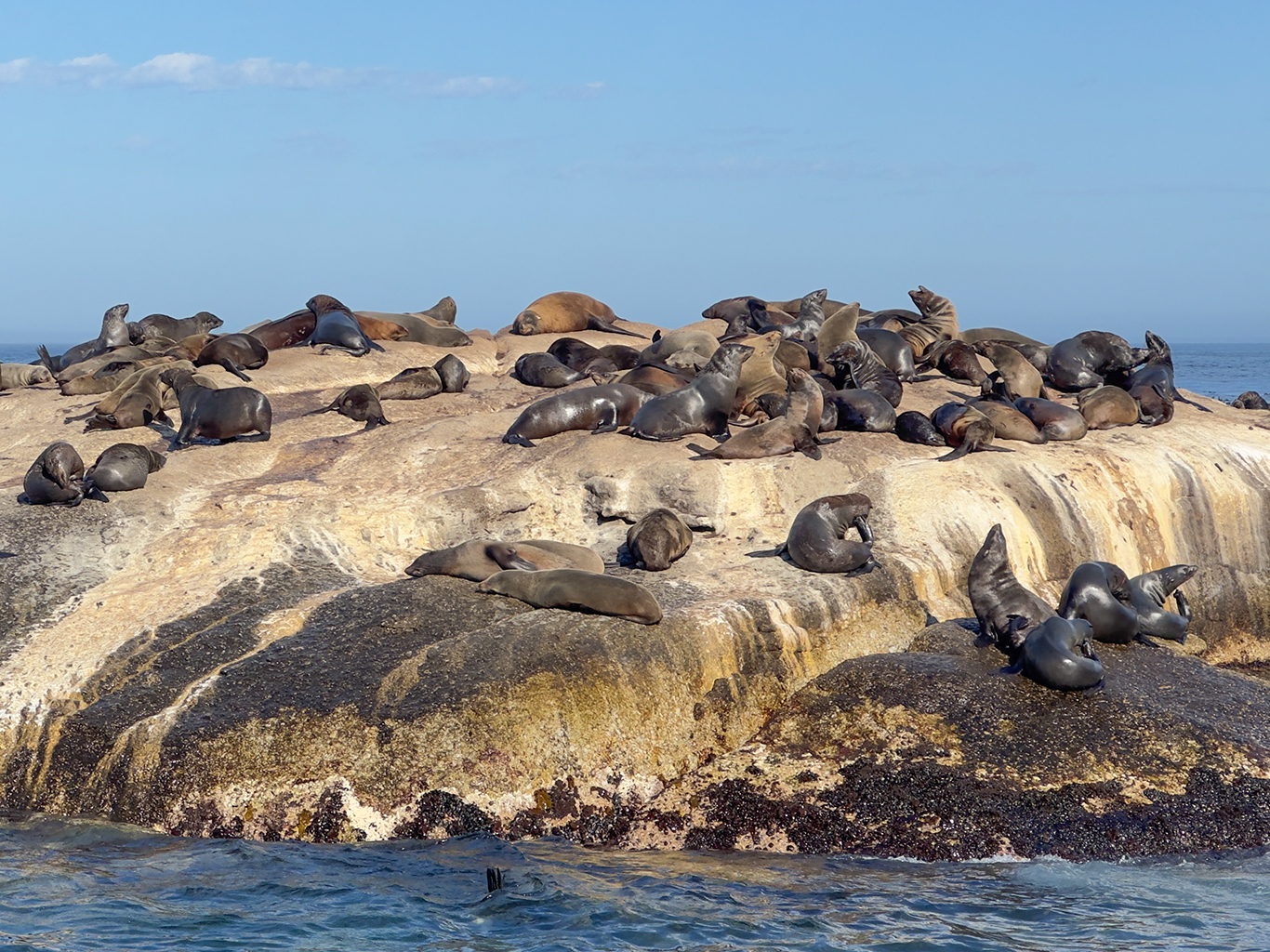 Skalnatý ostrůvek Duiker Island obývá početná kolonie lachtanů
