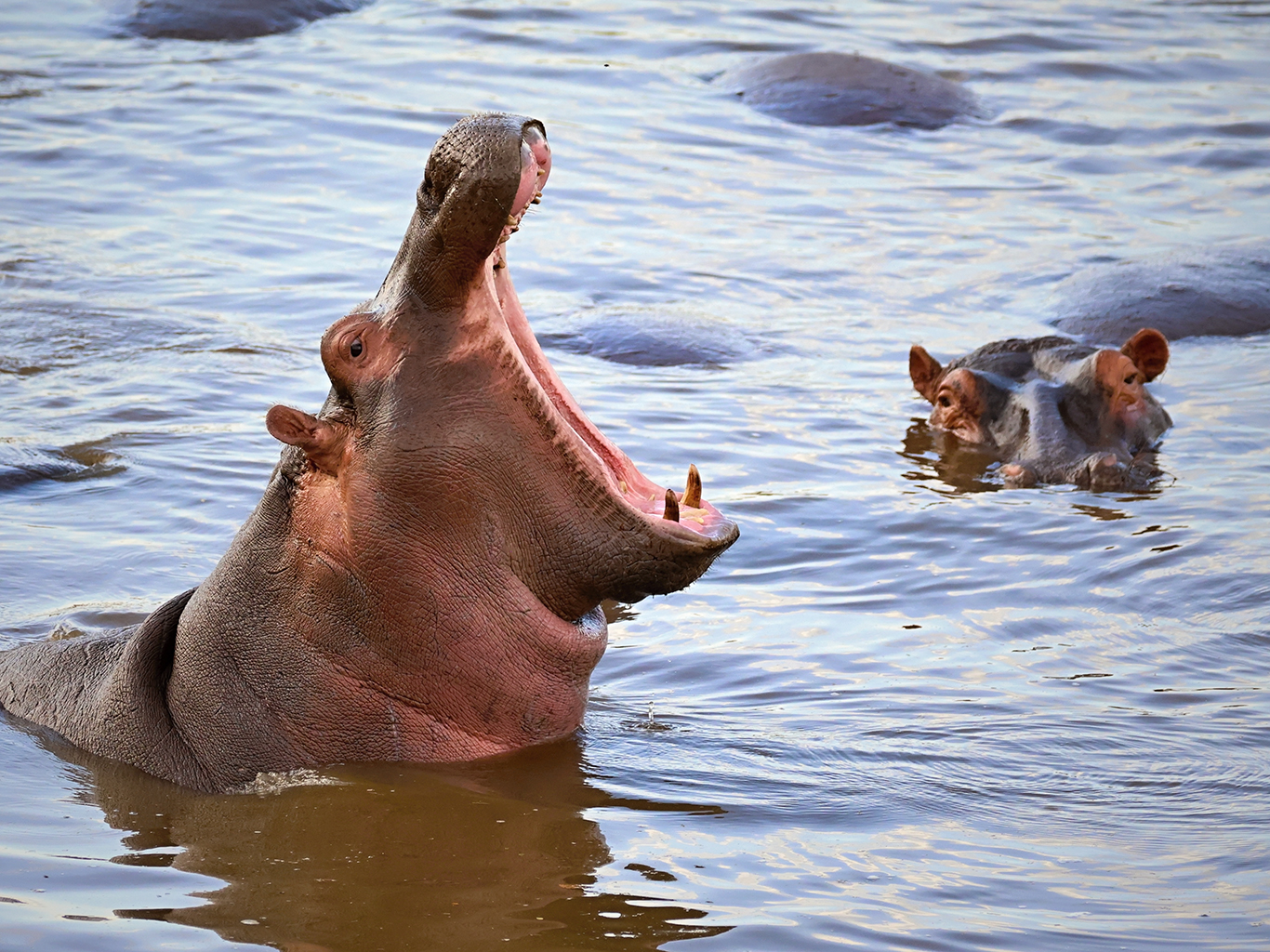 iSimangaliso Wetland Park obývá na 800 hrochů obojživelných