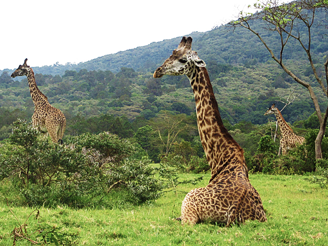 V národním parku Arusha se můžete potkat se stádem volně žijících žiraf