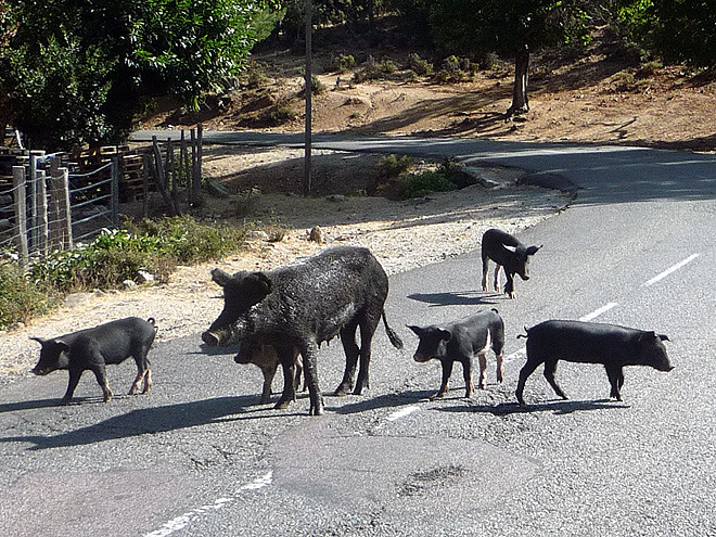 Divoká prasata lze na Korsice potkat běžně