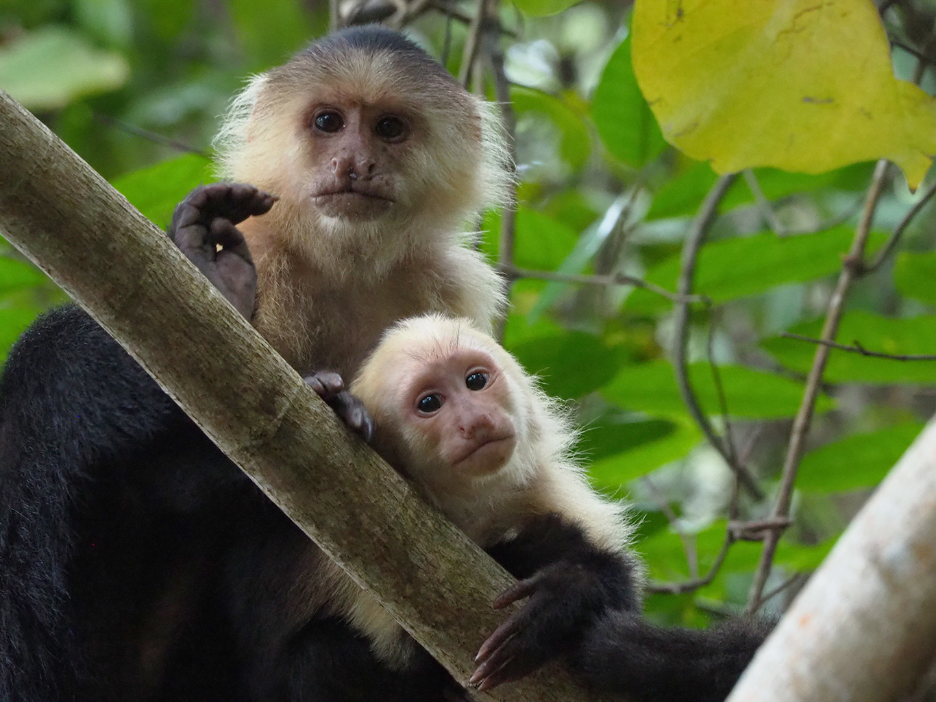 Mládě malpy kapucínské s matkou v národním parku Manuel Antonio