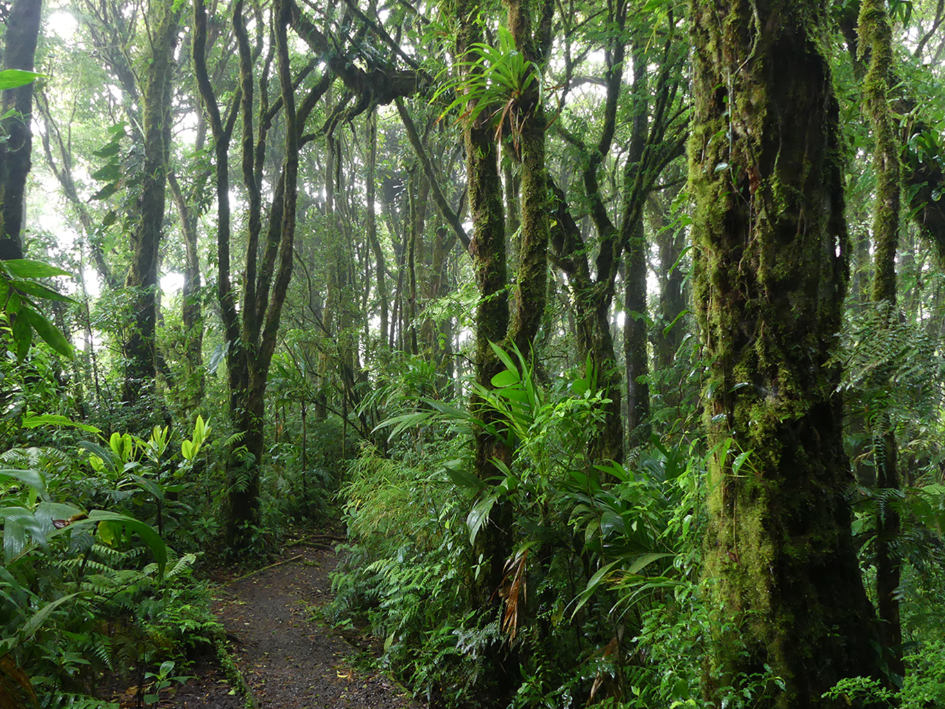 Horský mlžný les v rezervaci Monteverde