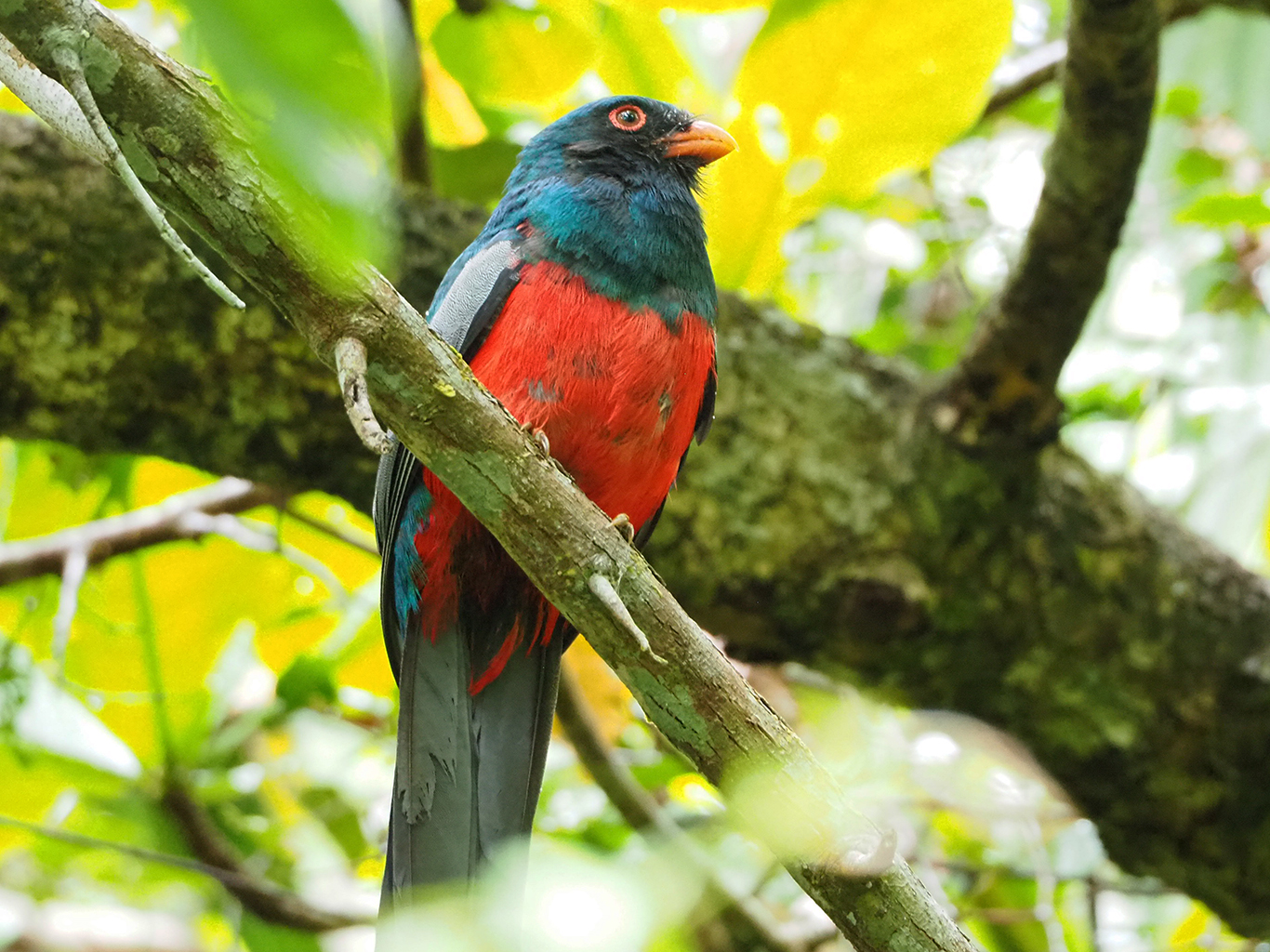Kostarika je mimo jiné také rájem ornitologů