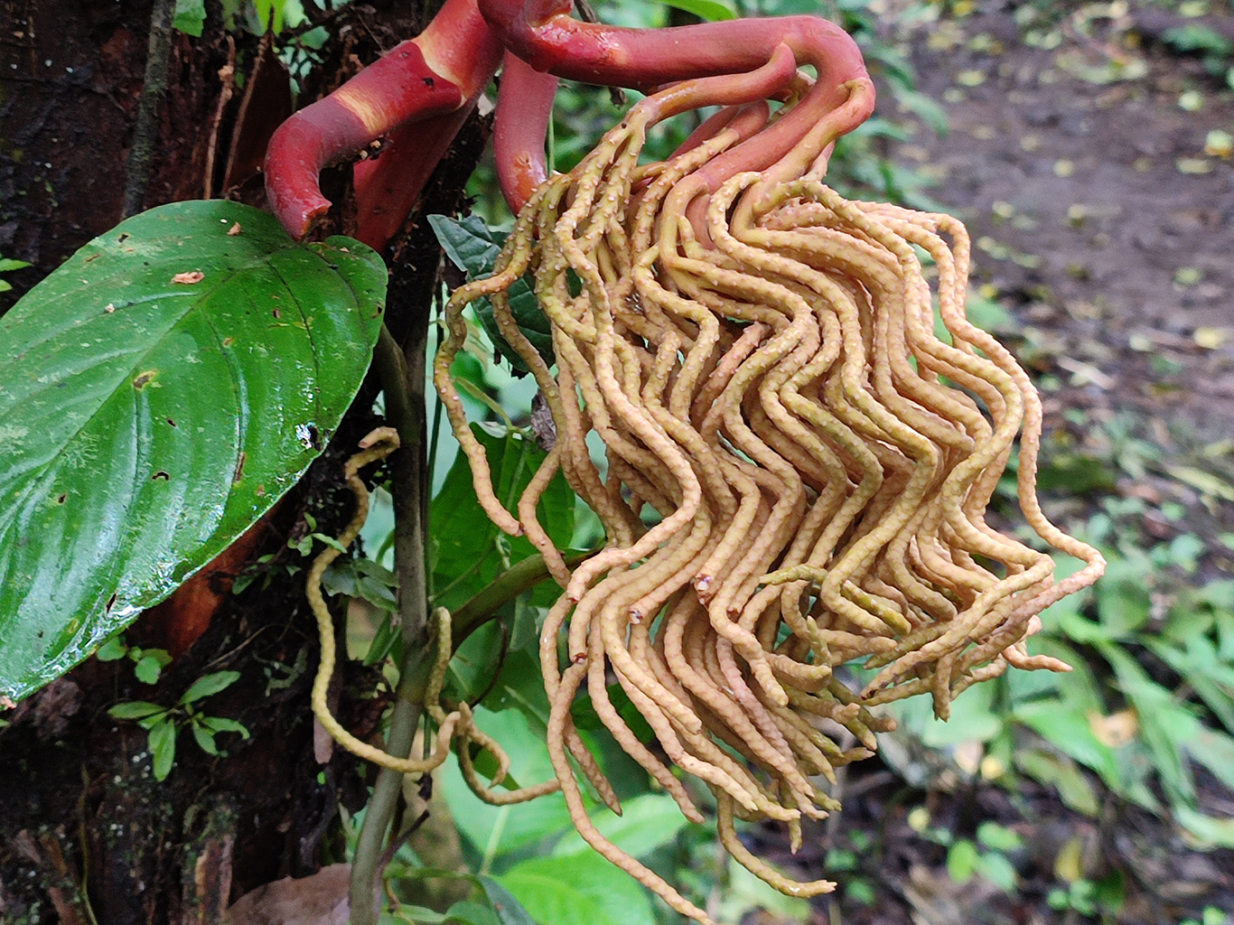O rostliny roztodivných tvarů na Kostarice není nouze