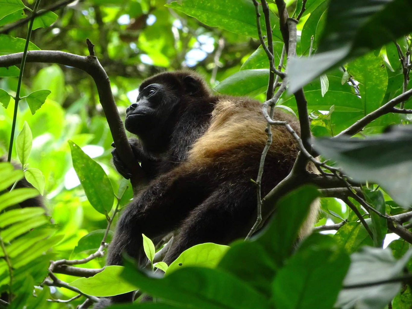 Vřešťan pláštíkový je nejčastěji slýchanou opicí ve Střední Americe