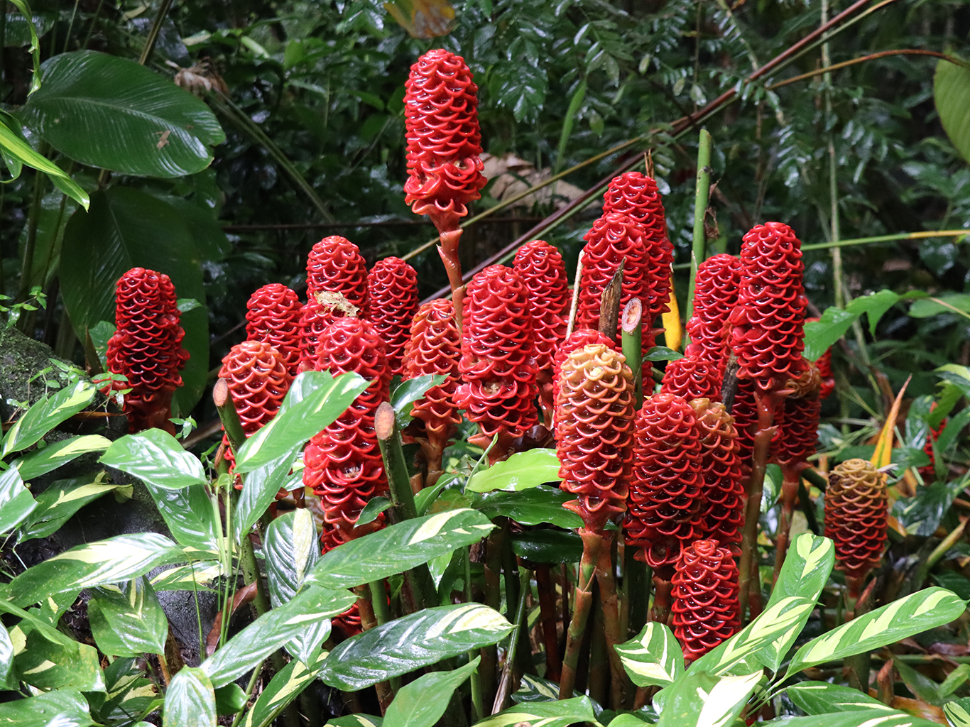 Speciální druh zázvoru, který se na Kostarice pěstuje jako okrasná rostlina