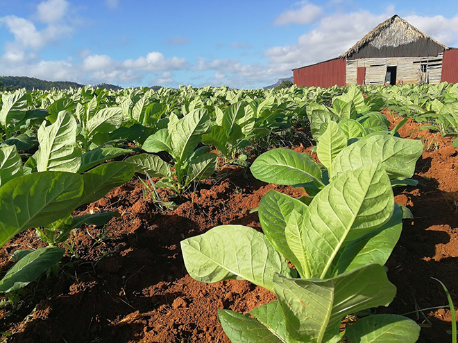 Tabáková plantáž, kde se pěstuje ten nejkvalitnější kubánský tabák