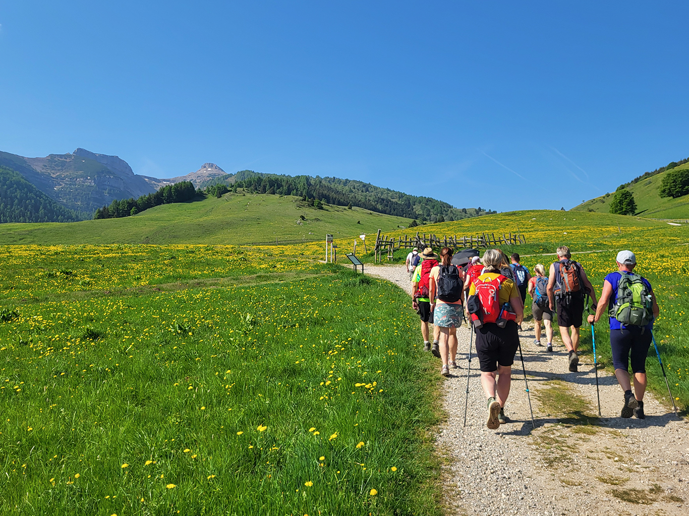 Rozkvetlá louka během výstupu na vrchol Monte Altissimo di Nago