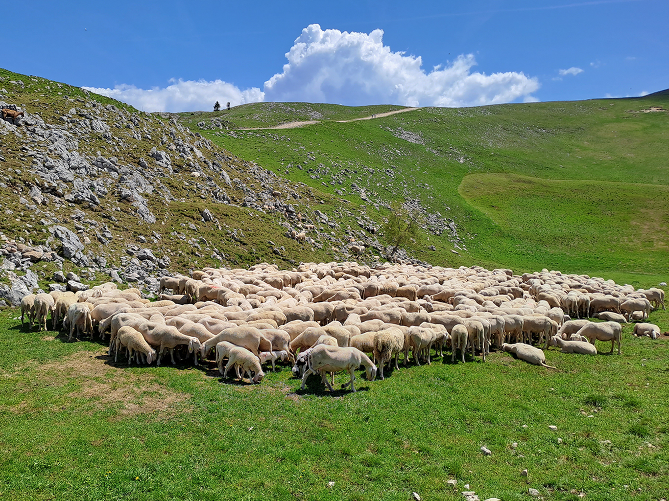 Zelené louky v pohoří Monte Baldo poskytují útočiště stádům ovcí