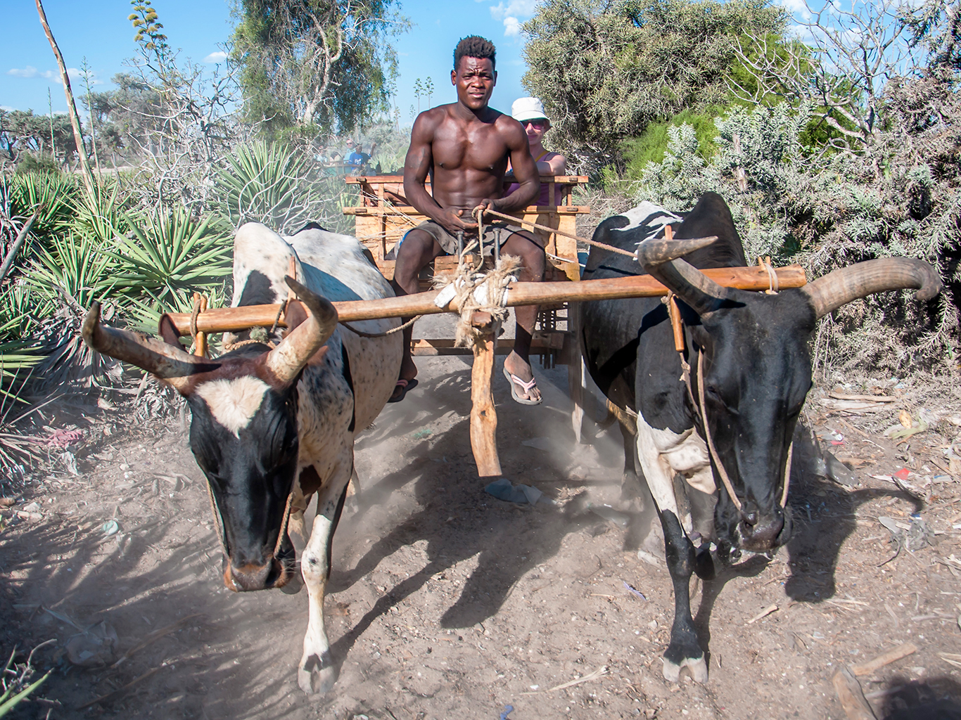 Na Madagaskaru je typickým dopravním prostředkem povoz tažený zebu