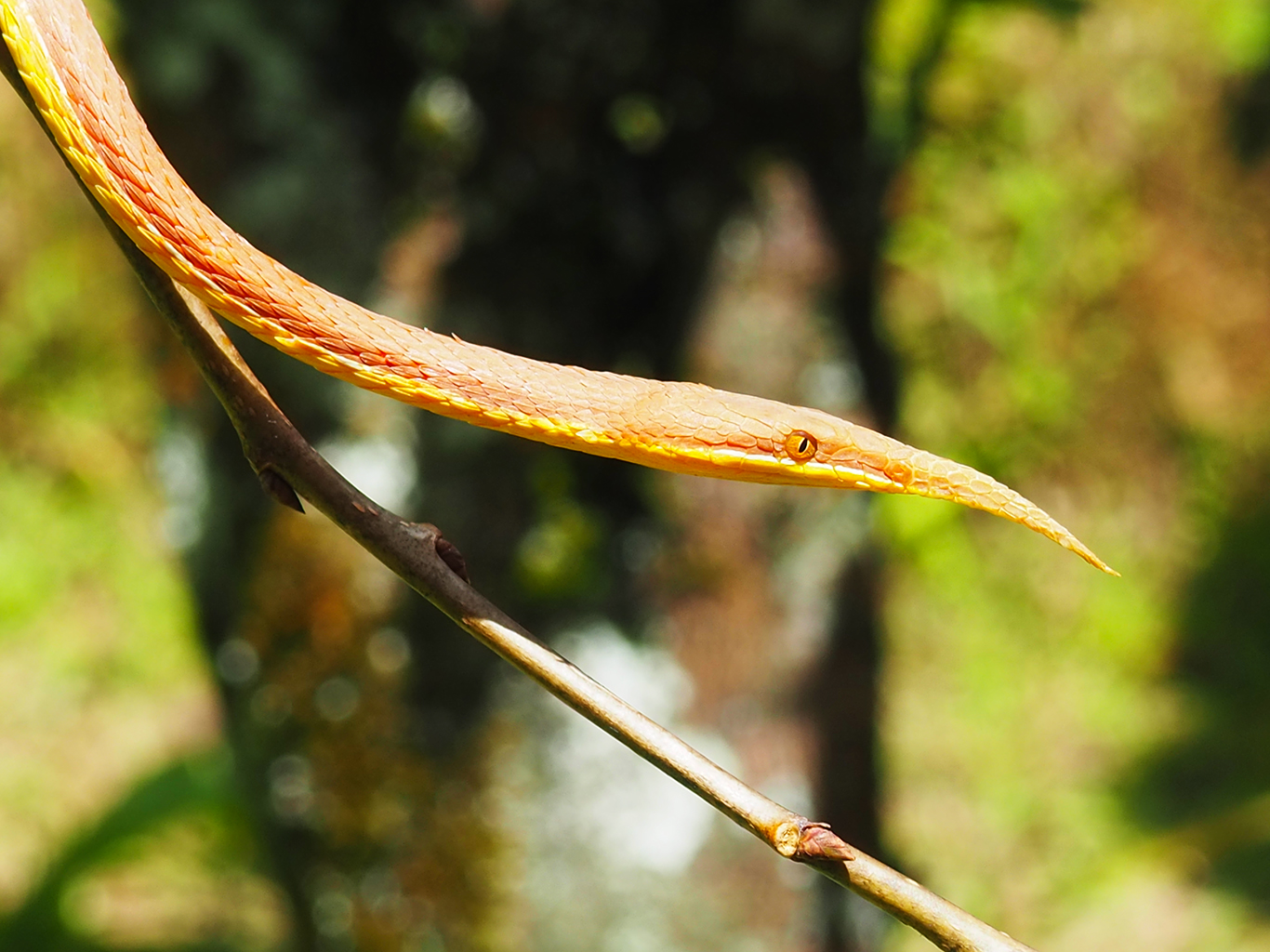 Langaha listonosá je endemickým hadem žijícím téměř na celém ostrově