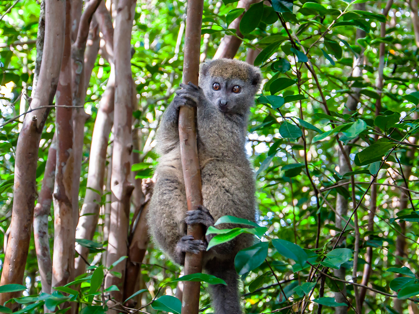 Roztomilý "bambusový lemur", který je jedním ze sta druhů lemurů v zemi