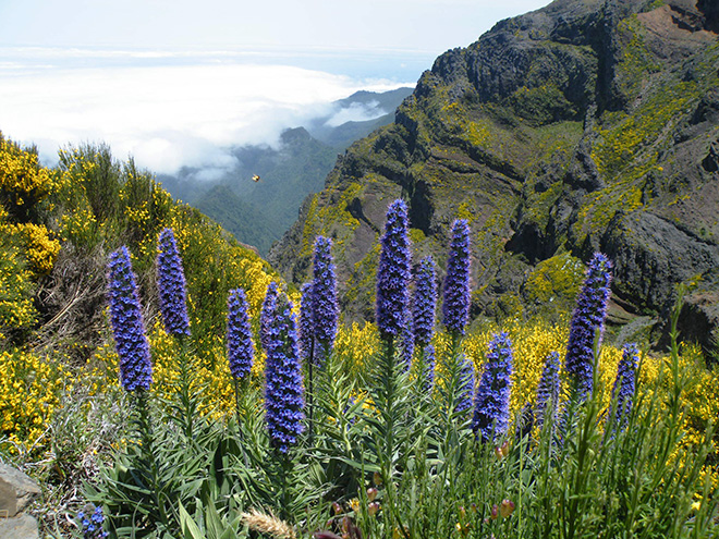 Fialové květy hadince jsou ozdobou horské krajiny Madeiry