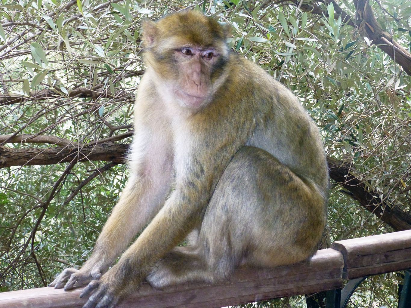 V Maroku je občas potřeba dát si pozor na drzé makaky