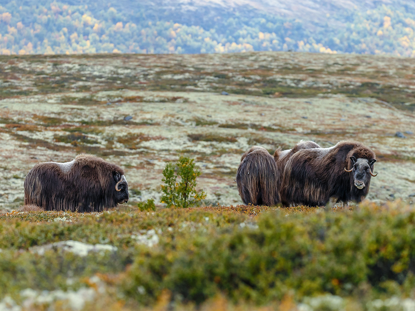 Do NP Dovrefjell byla kolem roku 1930 vysazena kolonie pižmoňů 
