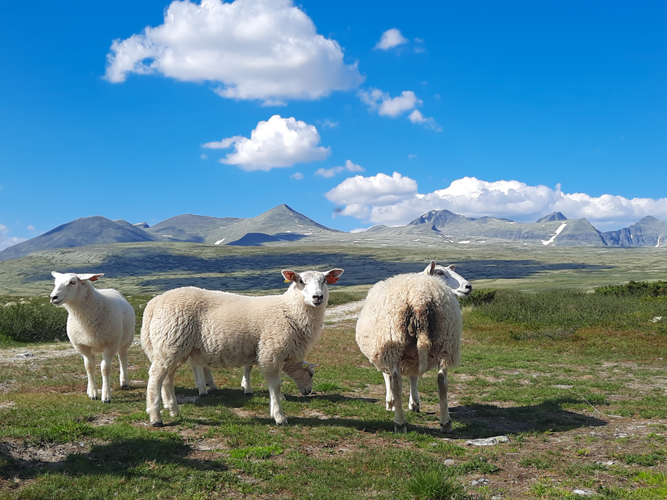 V norském NP Rondane se běžně prohánějí stáda ovcí
