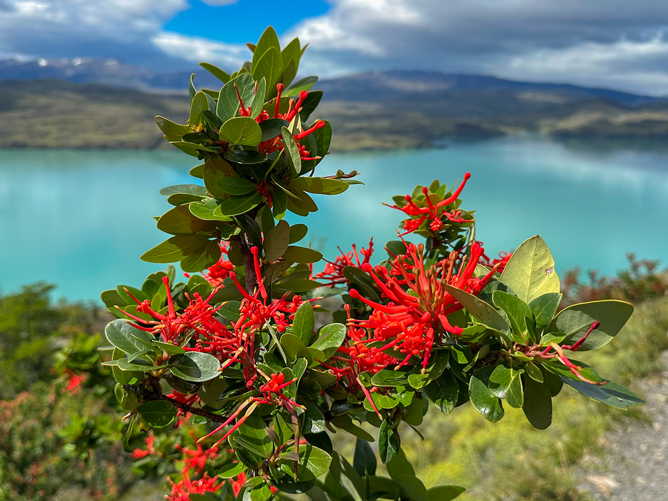 Sytě červené květy chilského ohňového keře (Embothrium coccineum)