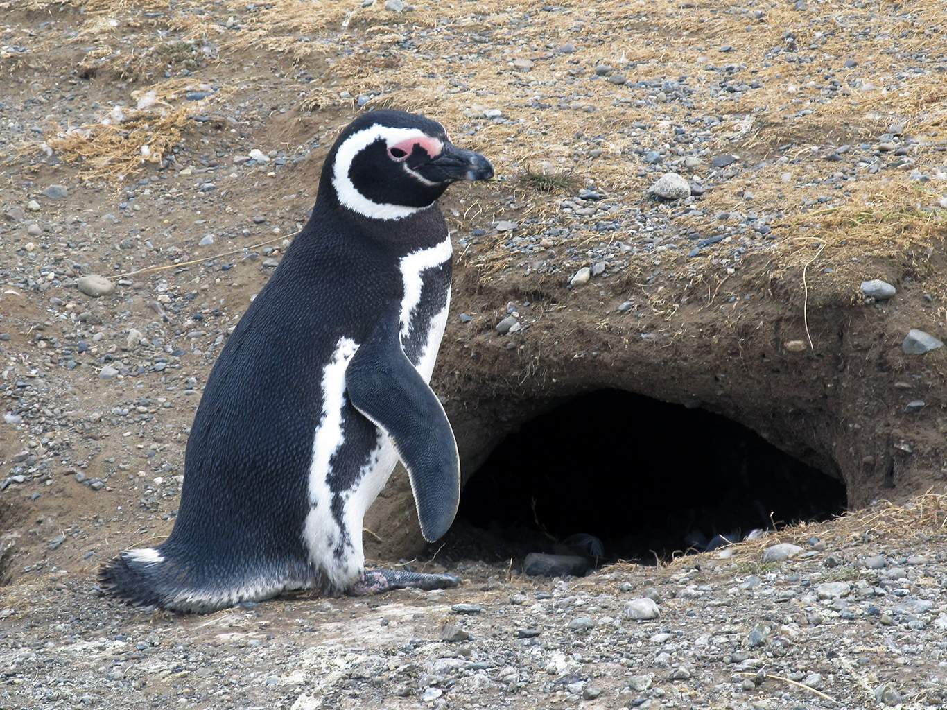 Tučňák magellanský vyhrabává nory, kam poté obvykle snese dvě vejce