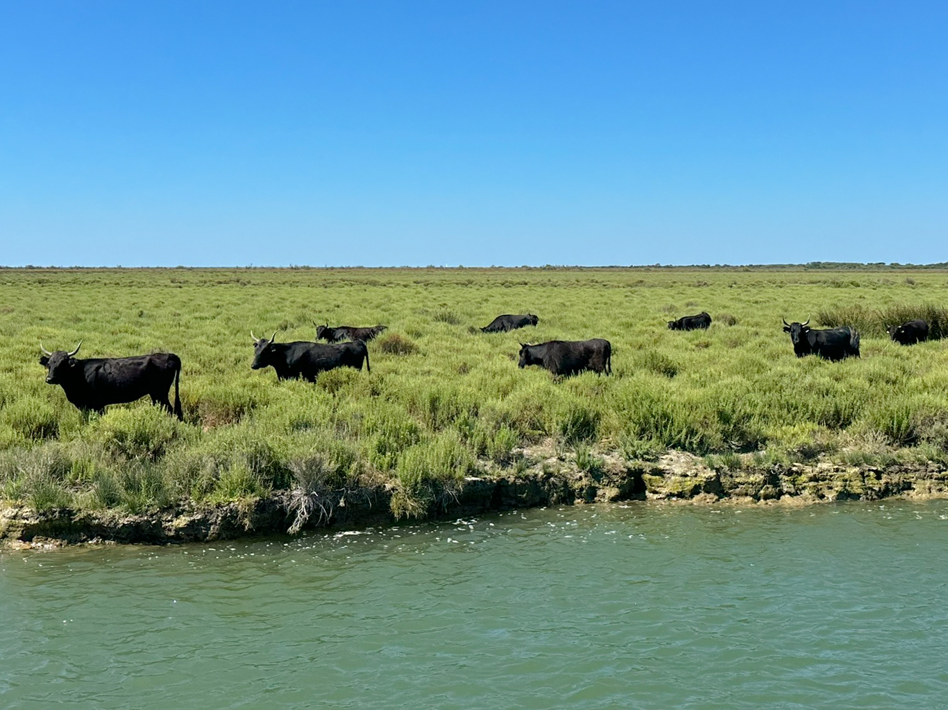 Býci z Camargue se volně pasou na rozlehlých pastvinách v deltě Rhôny