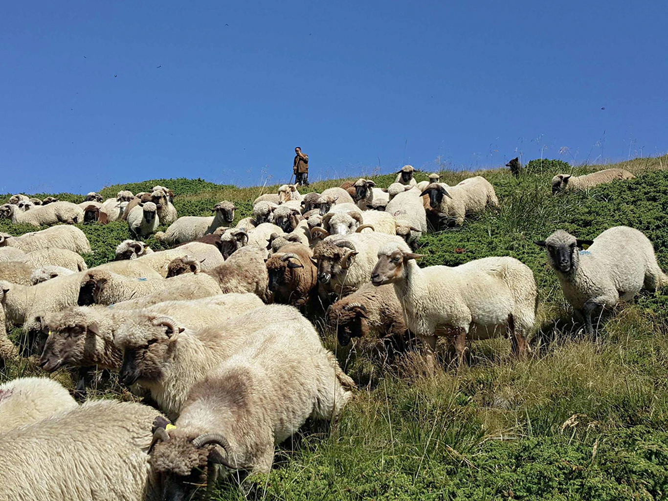 Součástí rumunských hor jsou stále pastevci a jejich početná stáda ovcí