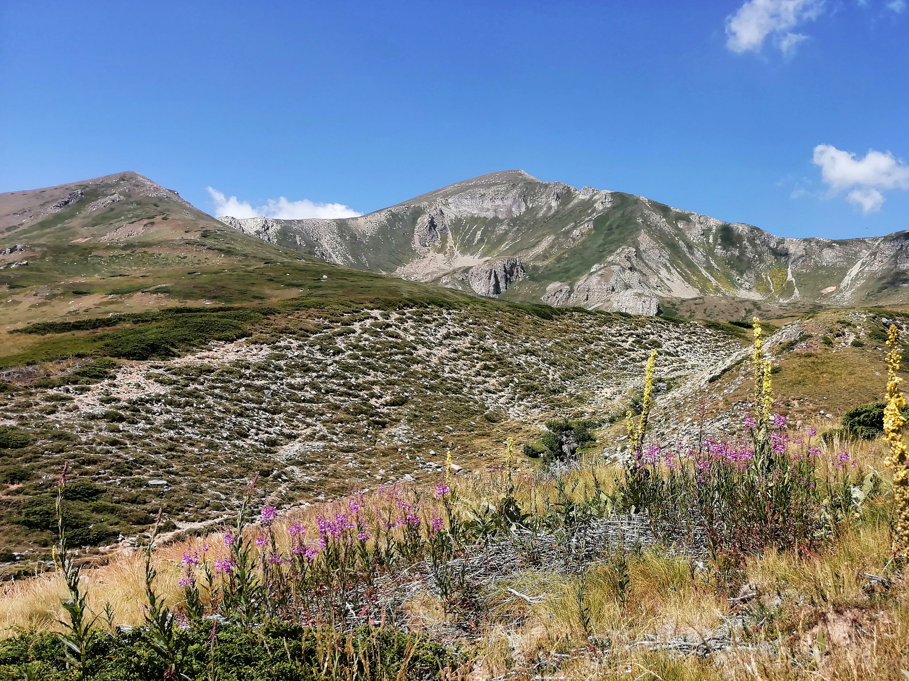 Pro pohoří Šar Planina je typická i bohatá fauna a flóra