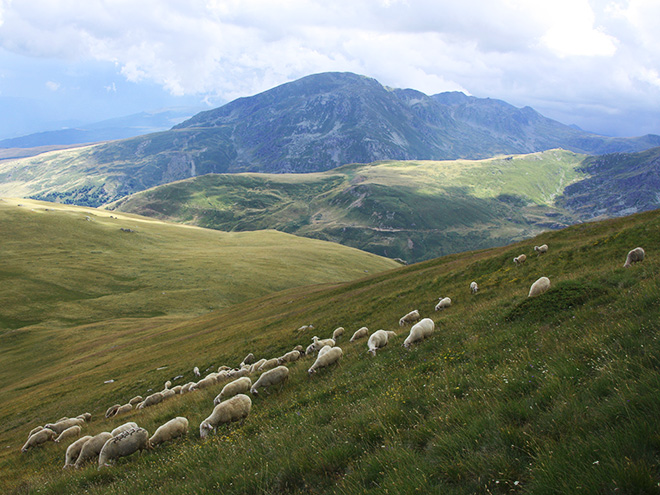 Stádo ovcí dotváří malebný ráz makedonské krajiny