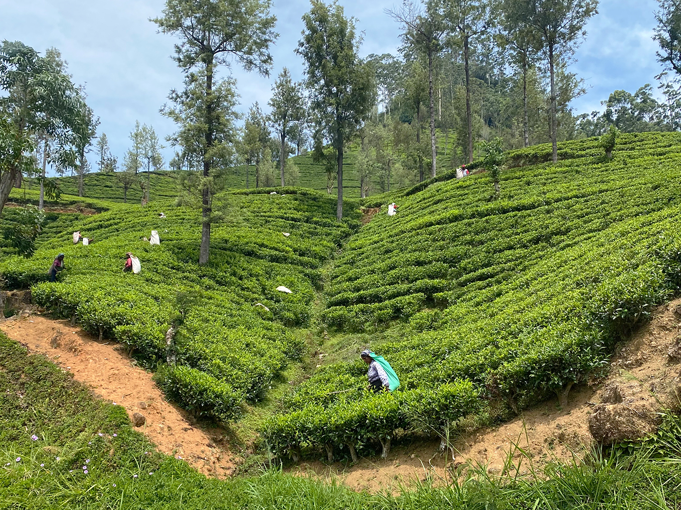 Stále zelená barva čajovníku vytváří na Srí Lance tu správnou atmosféru