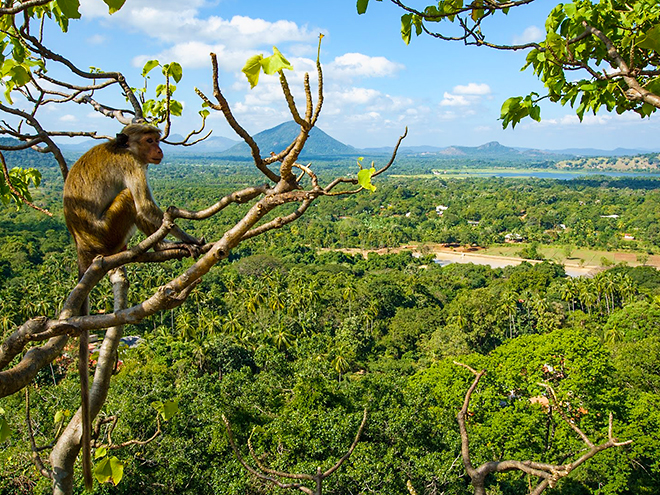 Rozpustilí makakové jsou na Srí Lance k vidění často