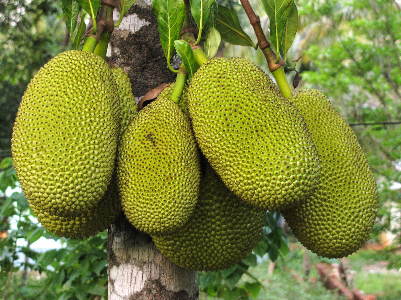 Žakie (jakcfruit) patří mezi vůbec největší ovoce na světě