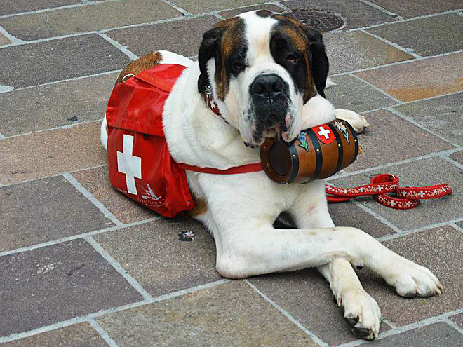 Švýcarský pes záchranář :)