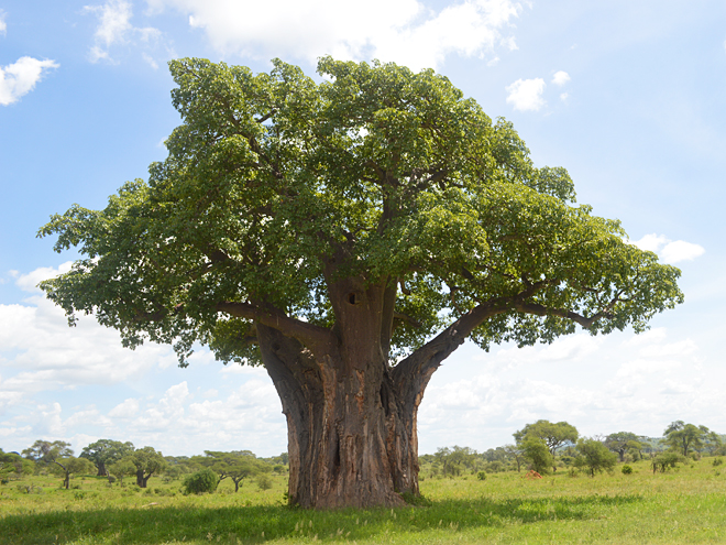 Baobab v národním parku Tarangire