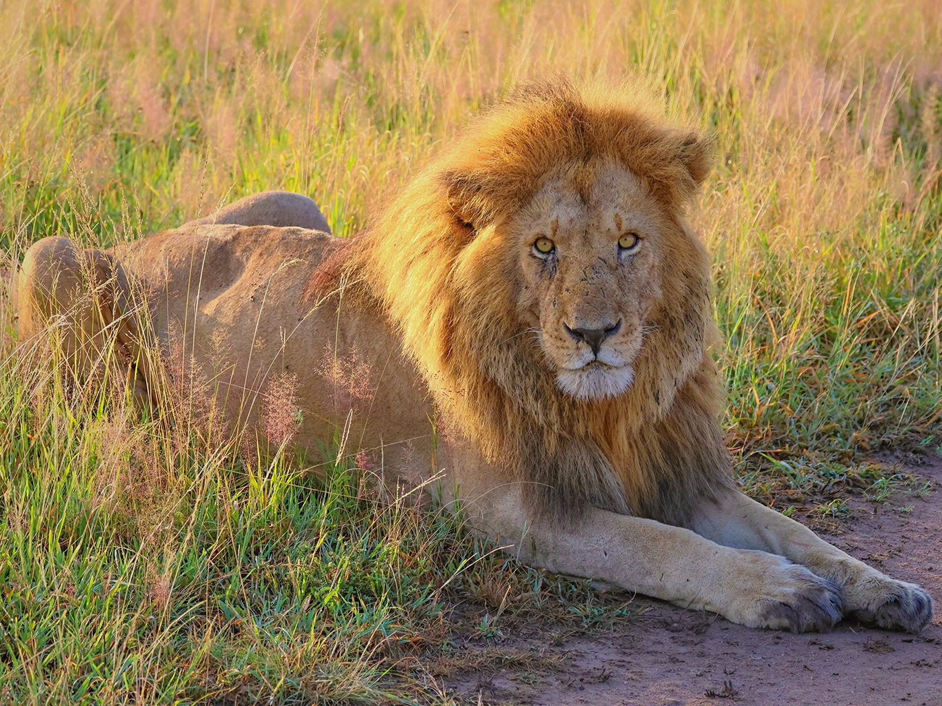 Jeden z představitelů africké velké pětky, lev pustinný