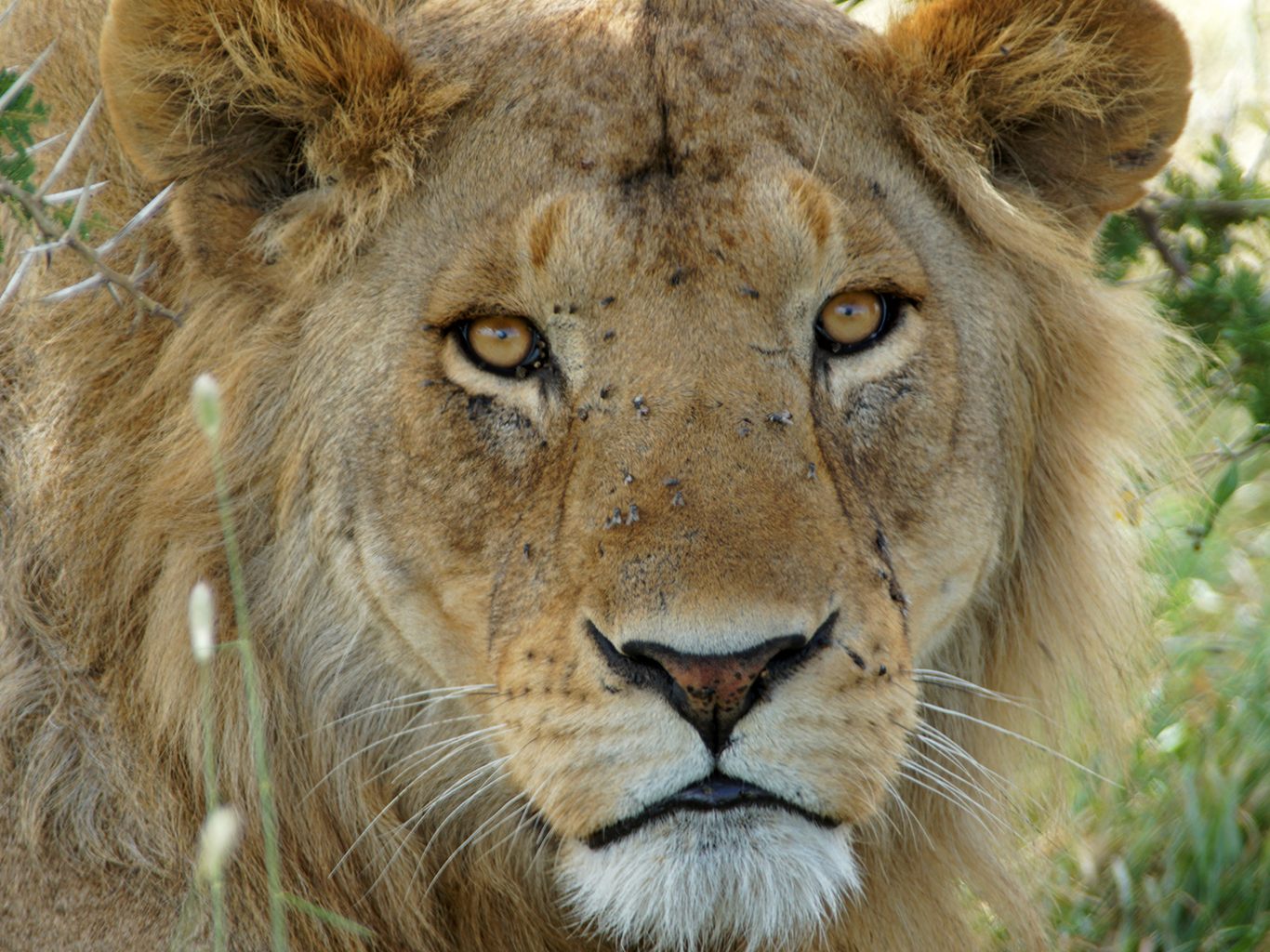 Lev pustinný je druhou největší kočkovitou šelmou